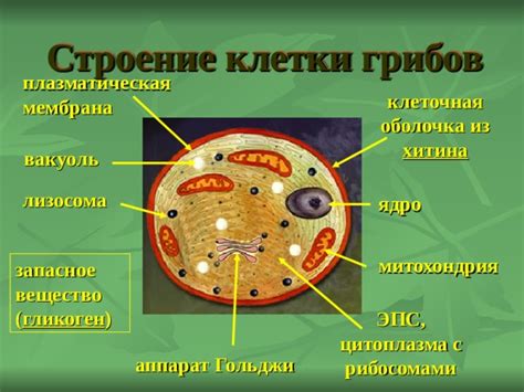 Клеточная оболочка грибов: строение и роли