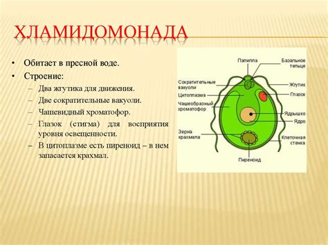 Клеточная стенка хламидомонады и спирогиры: наличие и значение