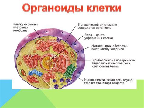 Клеточная структура и функции