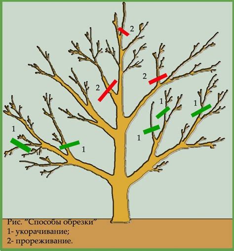 Когда и как правильно обрезать