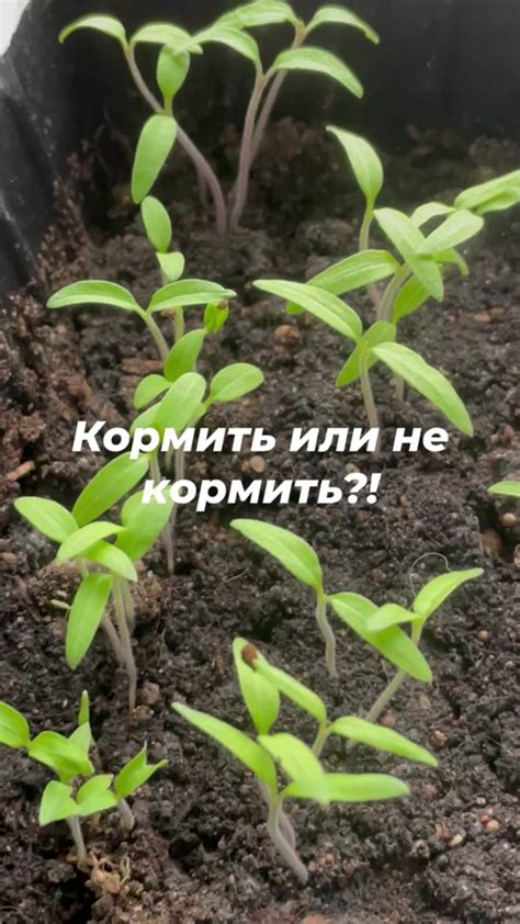 Когда нужно начинать подстригание