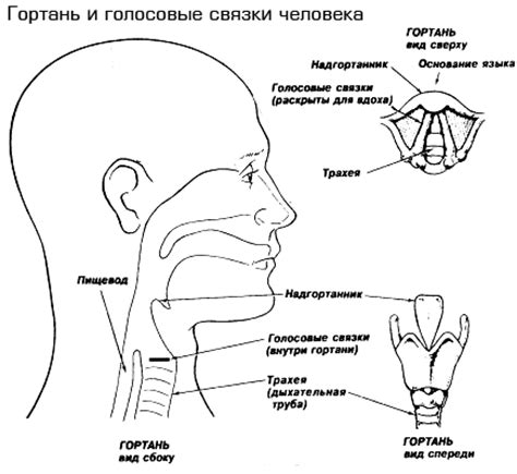 Когда происходит формирование голоса у мужчин?