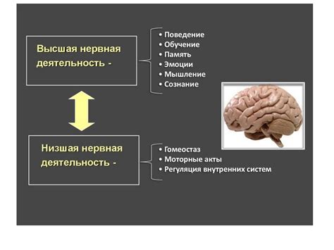 Когнитивные функции