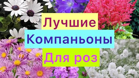 Компаньоны для седума