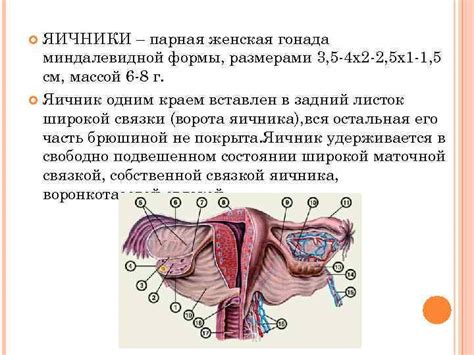 Критерии, определяющие размер влагалища у женщин