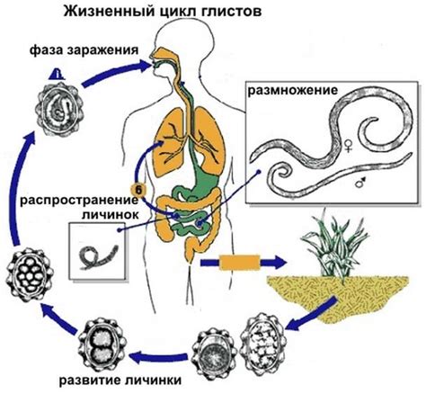 Лечение глистов