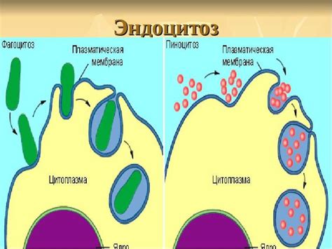 Лизосомы и их роль в переработке отходов