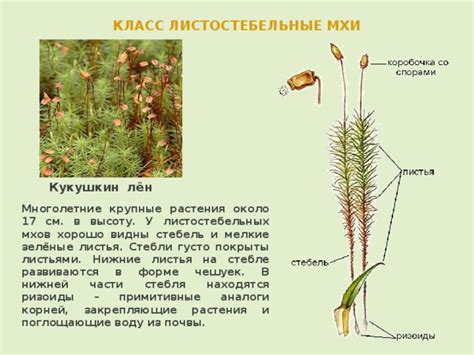 Листья мхов: зеленые фабрики клубятся на стебле