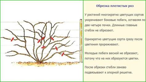 Лучшее время для обрезки плетистой розы