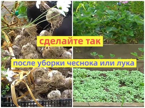 Лучшие месяцы для посадки чеснока после клубники