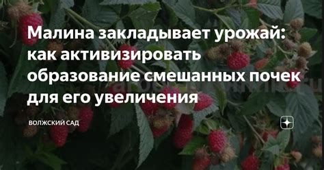 Малина и улучшение работы почек