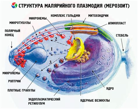 Малярийный плазмодий