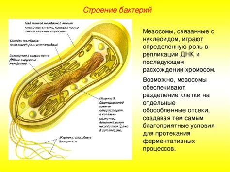 Мезосомы: определение и функции