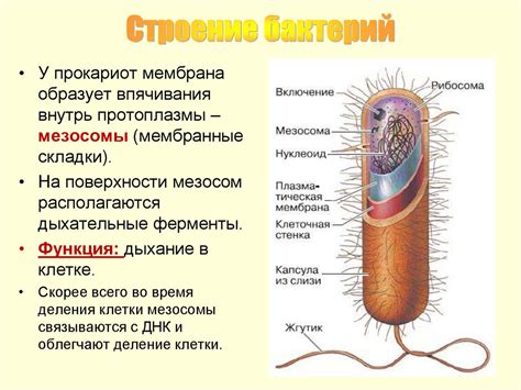 Мезосомы у прокариотических клеток: доказательства