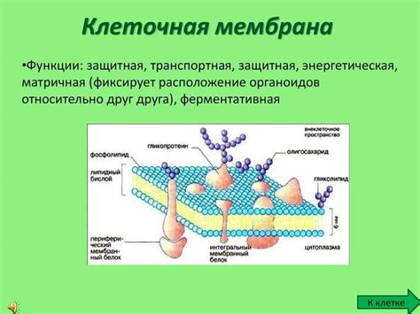 Мембрана в клетках растений: функции и значение