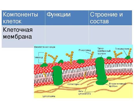 Мембрана клетки и ее основные функции