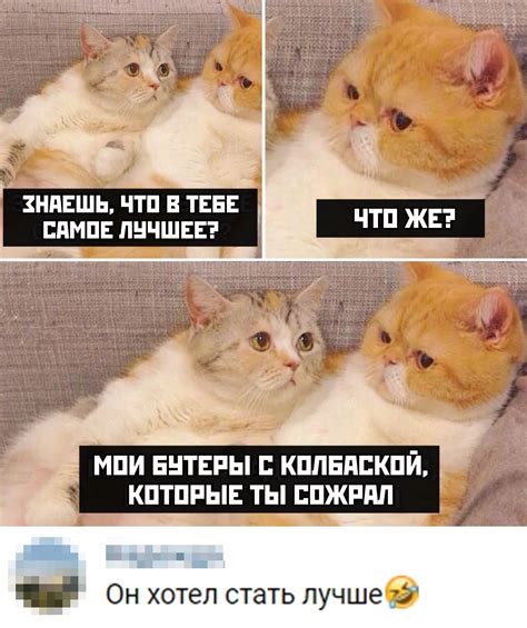 Мемы с котами и побоями