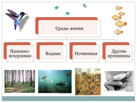 Места обитания и сезонность