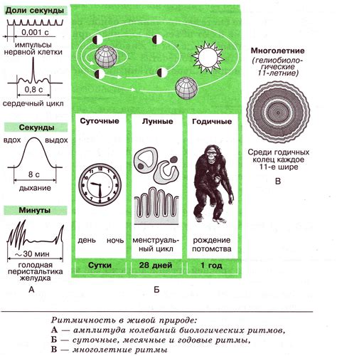 Метаболизм и биологические ритмы