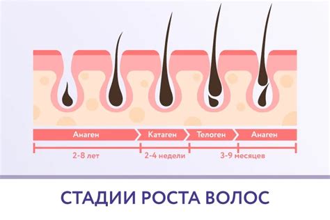 Методы определения роста новых волос на голове