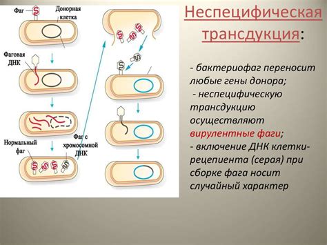 Методы передачи: язык бактерий