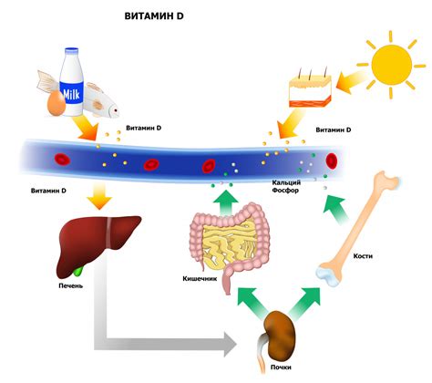 Механизмы влияния витамина Д на ожирение