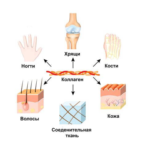 Механизмы действия коллагена в организме