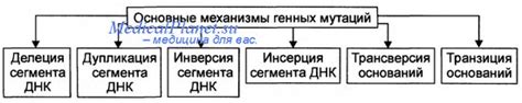 Механизмы передачи генных изменений от родителей к потомкам