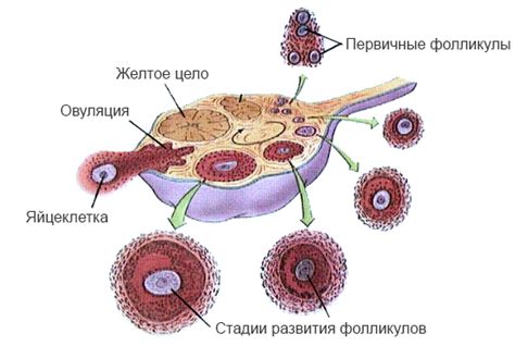 Механизмы созревания яйцеклетки