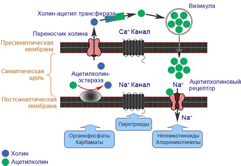 Механизм действия Дюфастона