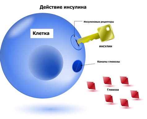 Механизм действия меда на глюкозу в организме