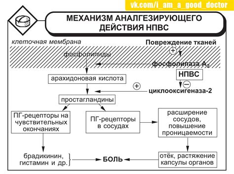 Механизм действия норколута