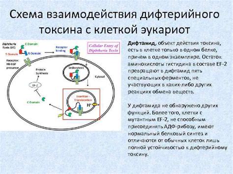 Механизм действия столбнячного токсина