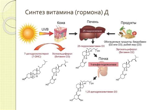 Механизм синтеза витамина D в организме