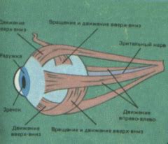 Микродвижения глаз