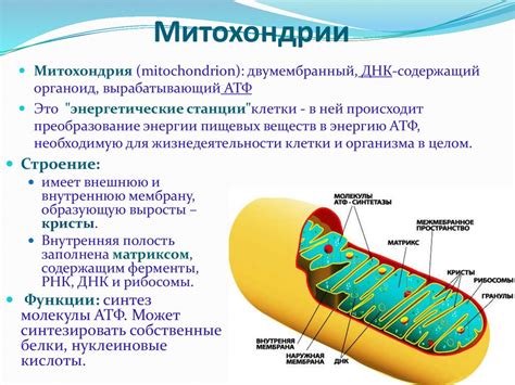 Митохондрии и энергетическая функция