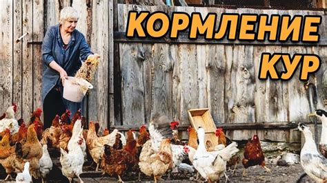 Мифы и факты: кормление кур макаронами