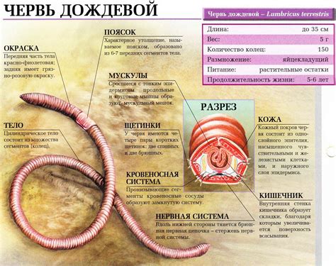 Миф или реальность: скелет у дождевого червя