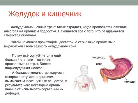 Миф 3: Сукралоза влияет на пищеварительную систему