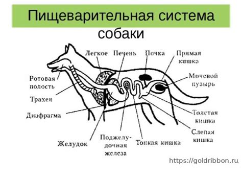 Мнение ветеринаров о сыром мясе в рационе собак