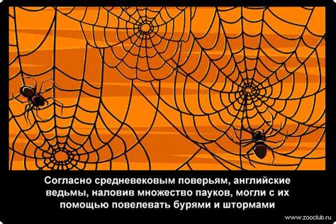 Множество пауков в сновидении мужчины: детальный разбор символики