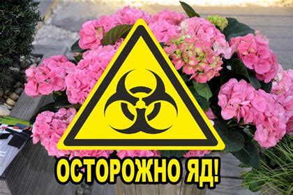 Могут ли шампиньоны быть опасными для здоровья?