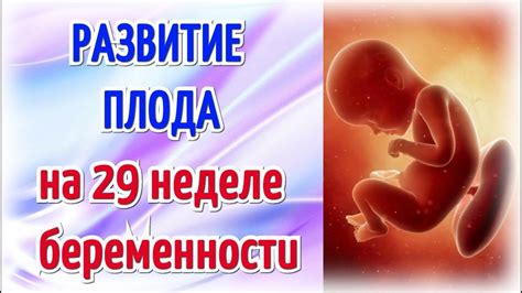 Может ли ребенок перевернуться на 29 неделе беременности?