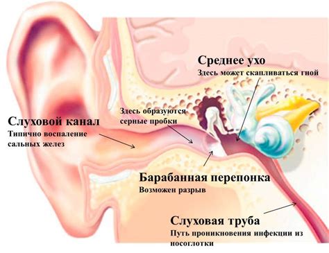 Может ли шея отдавать в ухо?