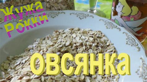 Можно ли включать овсяные хлопья в рацион морских свинок?