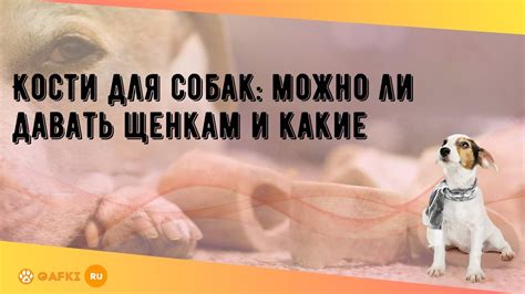 Можно ли давать щенкам кости грызть?