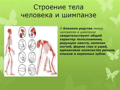 Молекулярные данные о родстве между человеком и другими видами