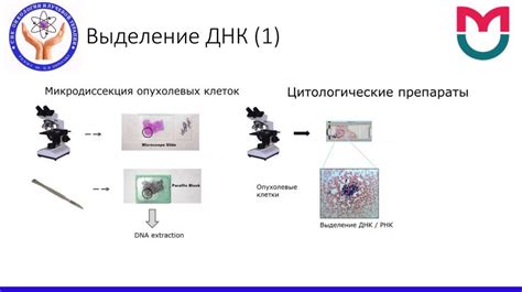 Молекулярные методы диагностики описторхи в фекалиях