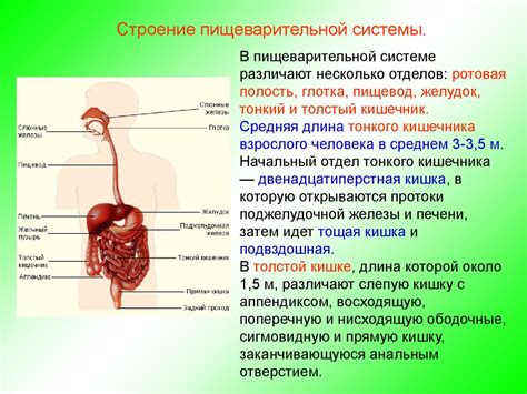 Нарушение функции пищеварительной системы