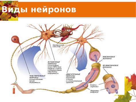 Нейроны в легких